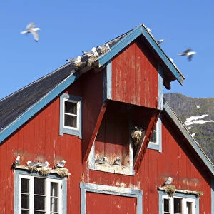 Traditional Fishing Warehouse and Nesting Seagulls, A, Moskenesoy, Lofoten, Nordland