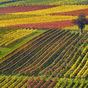 Tree in colorful vineyards in autumn, Landau, Southern Wine route, South Palatine, Rhineland-Palatine, Germany