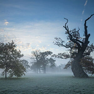 Trees at Blenheim Park, Blenheim Palace, Woodstock, Oxfordshire, England