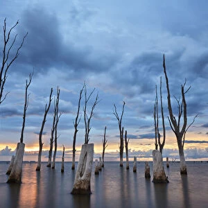 Trees withered by high salinity in Laguna Mar Chiquita (Mar de Ansenuza) at sunset