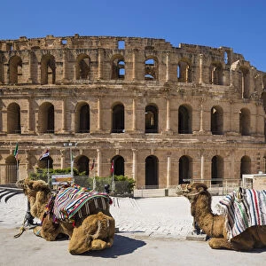 Tunisia, El Jem, Camels in front of Roman Amphitheatre