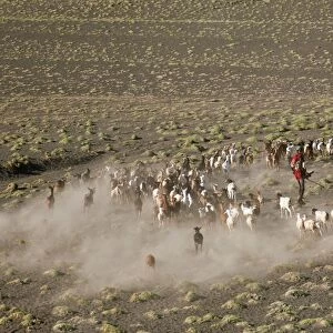 A Turkana man herds his goats in the semi-desert terrain near the southeastern shoreline of Lake Turkana