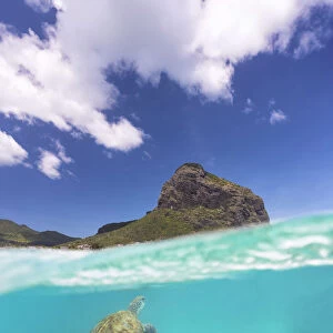 a turtle swims around Le Morne in colorful sea, Black River, Mauritius, Africa