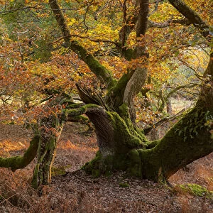 Twisted ancient oak tree in deciduous woodland, Dartmoor, Devon, England