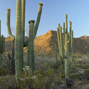 USA, Arizona, Desert Southwest, Cactus in Saguaro National Park