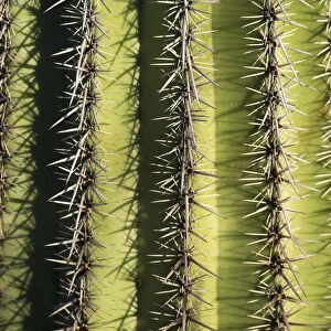 USA, Arizona, Tucson, Saguaro National Park, Close up of Saguaro cactus