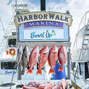 USA, Florida, Destin, Destin Harbor Boardwalk, Red Snapper Fish, Fishing Tours, Panhandle