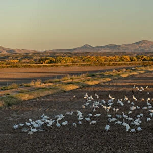 USA, New Mexico, San Antonio, Bosque Del Apache National Wildlife, Snow Geese