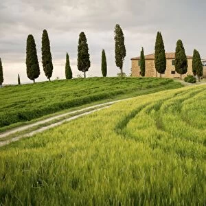 Val d Orcia, Tuscany, Italy. A lonely farmhouse with cypress trees standing in line