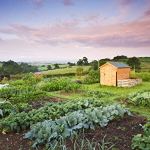 Vegetable growing on a rural Allotment, Morchard Bishop, Devon, England