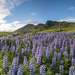 Vik i Myrdal, Southern Iceland. Fields of lupins in bloom and the town church