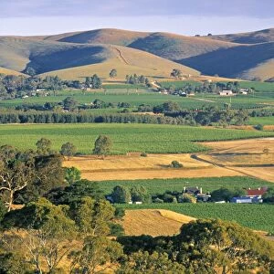 Vineyards, Barossa Valley, South Australia, Australia