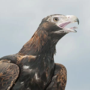 Wedge-tailed eagle (Aquila audax) squawking, Brisbane, Queensland, Australia