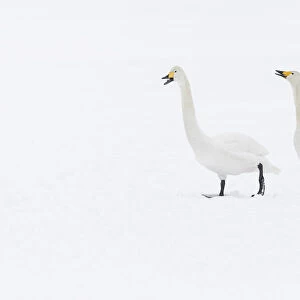 Whooper Swan (Cygnus cygnus), adult pair vocalising, Hokkaido, Japan