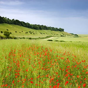 Wild poppies flowering in countryside near the village of West Dean, Wiltshire, England