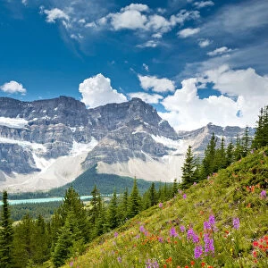 WIldflowers & Crowfoot Mountain, Banff National Park, Alberta, Canada
