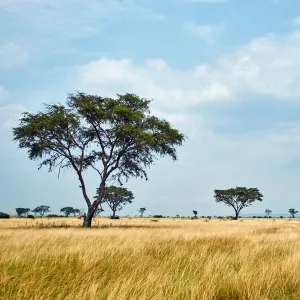 Uganda Collection: Kasese