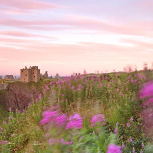 Wind through the flowers at Dunottar castle, Stonehaven, eastern Scotland, United