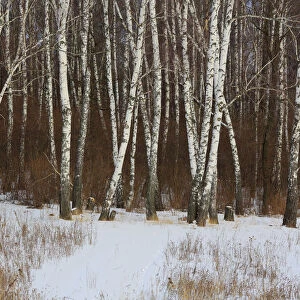 Winter forest, Moscow region, Russia