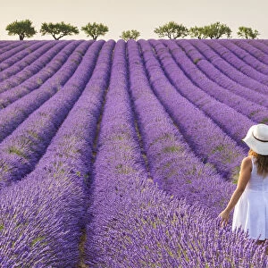 A woman in white dress in the fields of lavender near Valensole, Alpes-de-Haute-Provence