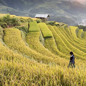 Two women walk though fields of rice terraces at sunset, Mu Cang Chai, Yen Bai Province