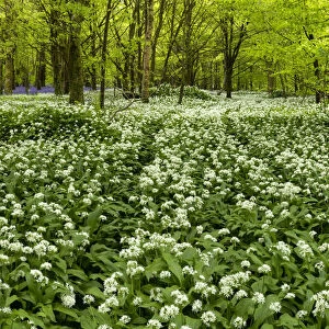 Woodland of Wild Garlic, Cornwall, England