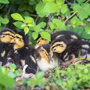 Young baby ducks, ten day old ducklings in the grass, La Creuse, Limousin, France