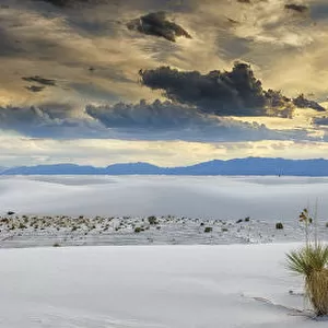 Yucca Plants, White Sands National Monument, Alamogordo, New Mexico, USA