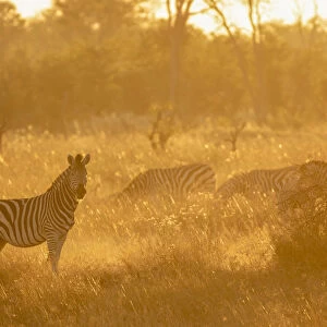 Zebra at sunset, Okavango Delta, Botswana
