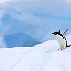 Adult Adelie penguin (Pygoscelis adeliae) on iceberg near the Antarctic Peninsula, Antarctica. The Ad lie Penguin is a type of penguin common along the entire Antarctic coast and nearby islands. These penguins are mid-sized, being 46 to 75 cm (18