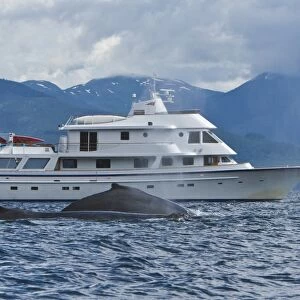 Two adult humpback whales (Megaptera novaeangliae) surfacing beside the charter yacht Safari Spirit in Chatham Strait, southeast Alaska, USA. Pacific Ocean