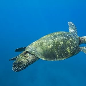 Adult male green sea turtle (Chelonia mydas) in the protected marine sanctuary at Honolua Bay on the northwest side of the island of Maui, Hawaii, USA. The range of this species extends throughout tropical and subtropical seas around the world