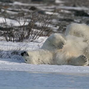 Adult male Polar Bear, Ursus maritimus, scratching his back / sleeping on ice near Churchill, northern Manitoba, Hudson Bay, Canada