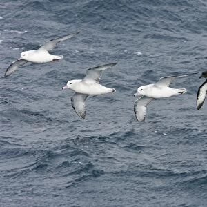 Three adult southern fulmars (Fulmarus glacialoides) on the wing with a single cape petrel (Daption capense) in the Drake passage between the tip of South America and Antarctica. Southern Ocean
