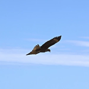 Adult Striated Caracara (Phalcoboenus australis) in aerial display on New Island in the Falkland Islands, South Atlantic Ocean. This is a bird of prey of the Falconidae family. In the Falkland Islands it is known as Johnny Rook. It breeds in