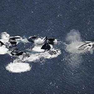 Aerial view of adult humpback whales (Megaptera novaeangliae) cooperatively bubble-net feeding in Southeast Alaska, USA. Pacific Ocean. Note the expanded ventral pleats as well as the baleen hanging from the upper