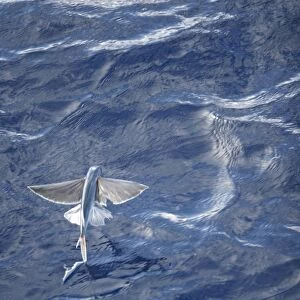 Atlantic flying fish (Cypselurus melanurus) fleeing the bow and taking flight for safety near Ascension Island in the Atlantic Ocean