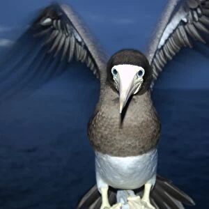 Brown booby, Sula leucogaster, at night, St. Peter and St. Pauls rocks, Brazil, Atlantic Ocean