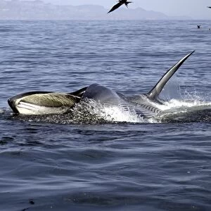 Brydes whale (Balaenoptera edeni) lunge feeding Brydes whale Gulf of California. (RR)