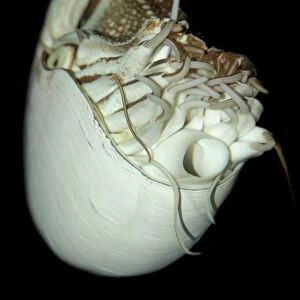 Chambered nautilus, Nautilus belauensis, Palau, Micronesia