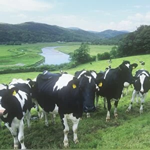 Cows in the Duddon Valley, Lake District, UK. Methane from cows is a potent source of greenhouse gas, and worldwide agriculture is responsible for a large percentage of greenhouse gases, especially from the livestock