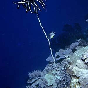Crinoid on end of whip coral, Palau. Palau (Belau), Pacific Ocean