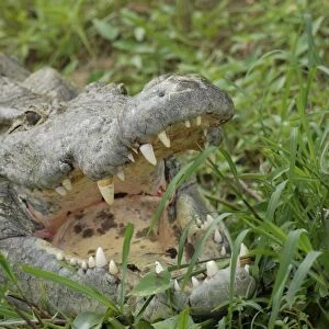 Crocodile by the River Nile, Murchison Falls National Park, Uganda