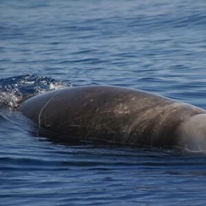 Cuviers beaked whale (Ziphius cavirostris) at surface Azores, Atlantic Ocean (RR)