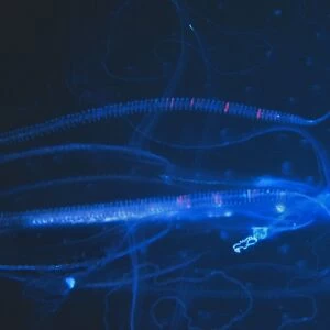 Delicate shape of a Jellyfish against a dark sea. Seychelles