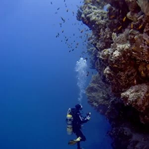 Diver observing coral wall. Shark observatory, Sharm El Sheikh, South Sinai, Red Sea, Egypt