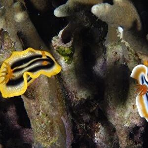 Dorid nudibranchs, Chromodoris spp. Lapus Lapus Island marine park, Malapascua, Cebu, Philippines (rr)