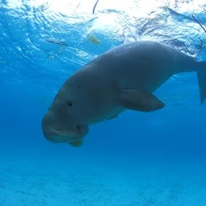 Dugong (Dugong dugong) diving down from the surface Malaysia