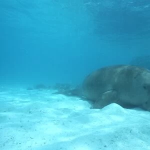 Dugong (Dugong dugong) resting on the sea bed Malaysia