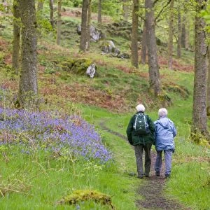 An elederly couple walking through a bluebell wood on the shores of Coniston Water UK